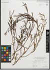 Foto von Salix purpurea L.